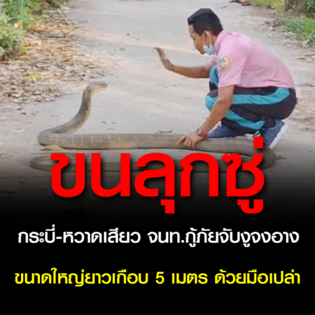 กระบี่-หวาดเสียว จนท.กู้ภัยจับงูจงอางขนาดใหญ่ยาวเกือบ 5 เมตร ด้วยมือเปล่า ขณะเลื้อยเข้าไปมุดในบ่อเกรอะ คาดออกมาตามหาคู่ หลังก่อนนี้1 วัน ชาวบ้านพบงูจงอางอีกตัวแต่ถูกฆ่าตาย  (ชมคลิป)