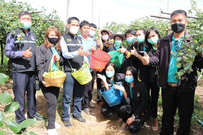 สหกรณ์กาฬสินธุ์รวบรวมผลผลิตพุทรา 8,000 ตัน