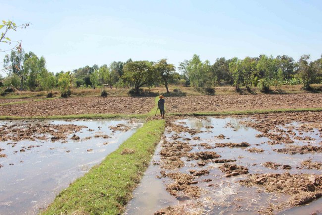 กาฬสินธุ์ ชาวนาพอใจเงินประกันรายได้ภาพรวมถึงมือแล้ว 3,600 ล้าน