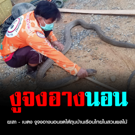 ยะลา – เบตง งูจงอางนอนขดใต้ถุนบ้านเรือนไทยในสวนผลไม้