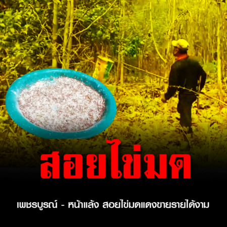 เพชรบูรณ์ – หน้าแล้ง สอยไข่มดแดงขายรายได้งาม