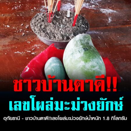 อุทัยธานี – ชาวบ้านตาดี!!เลขโผล่มะม่วงยักษ์น้ำหนัก 1.8 กิโลกรัม แห่กราบไหว้ขอเลข