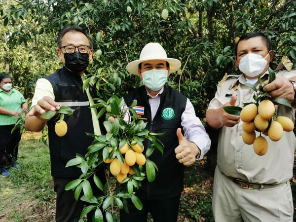 พิจิตร – ชาวสวนอยากขายมะม่วงมะยงชิดของดีเมืองพิจิตรคุณภาพดีราคาถูกส่งตรงถึงบ้าน