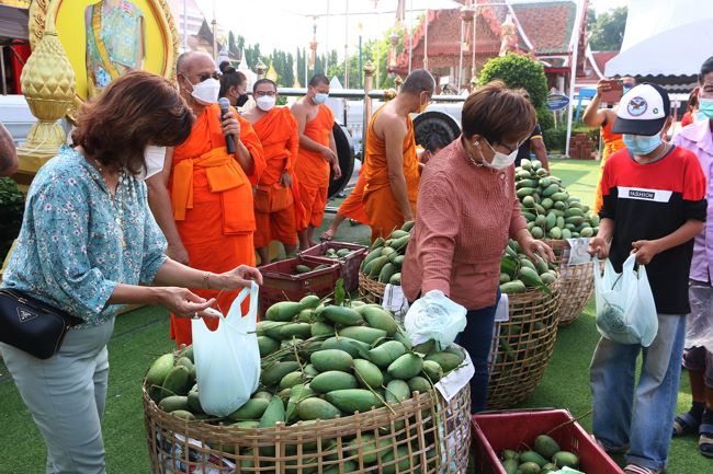 พิจิตร-คุณพระช่วยแก้ราคามะม่วงตกต่ำเชิญชวนญาติโยมช่วยชาวสวนซื้อถวายวัดแจกชาวบ้าน