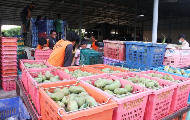 พิจิตร-ชาวสวนมะม่วงพิจิตรปลื้มพาณิชย์-เกษตร-อตก.ช่วยซื้อผลผลิตพยุงราคา