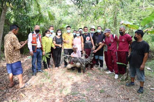 ชุมพร – ไล่ล่าจระเข้ในสวนหลังบ้านประชาชน ณ ซอยปรมินทรมรรคา 34 (ซอยวัดคูขุด)