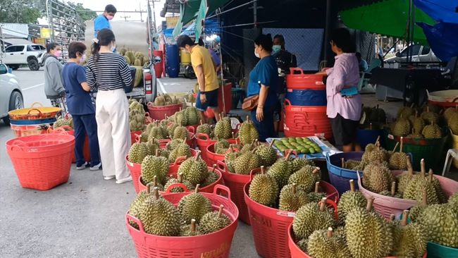 จันทบุรี-ตลาดค้าส่งผลไม้เนินสูง จันทบุรีเริ่มคึกคักหลังผลผลิตทุเรียนพันธุ์กระดุม พันธุ์ชะนี และหมอนทองรุ่นแรก เริ่มทยอยออกสู่ตลาดราคาสูงกิโลกรัมละกว่า 200 บาท