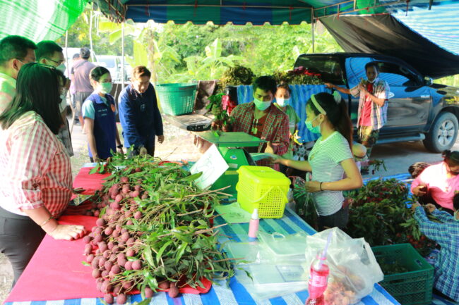 สมุทรสงคราม – ผู้ว่าฯลงสวนลิ้นจี่ให้กำลังใจชาวสวน และพ่อค้า ถึงแม้จะมีน้อยขอให้นำจำหน่ายแบบมีคุณภาพปีนต้นช่วยชาวสวนเก็บ