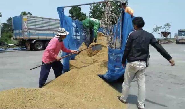 กาฬสินธุ์ วิกฤติชาวนาปุ๋ยแพงผลผลิตลดราคาตกต่ำขายข้าวขาดทุนยับ