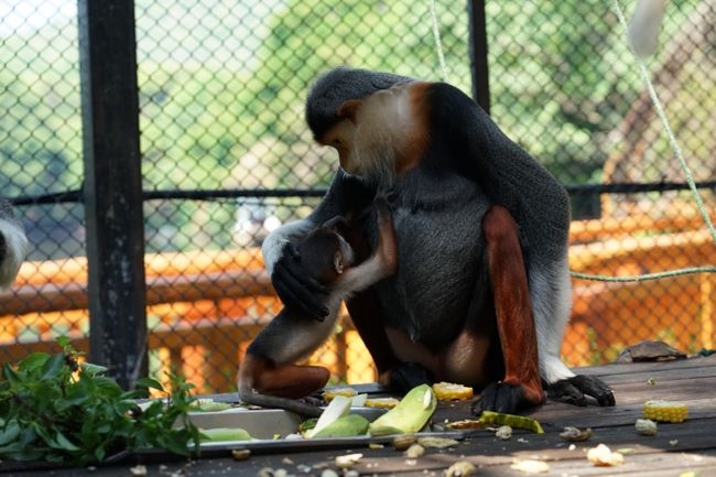 เชียงใหม่ – เชียงใหม่ไนท์ซาฟารี ต้อนรับสมาชิกใหม่ “ลูกแฝด ค่างห้าสี” หนึ่งในสัตว์ป่าหายากและใกล้สูญพันธุ์