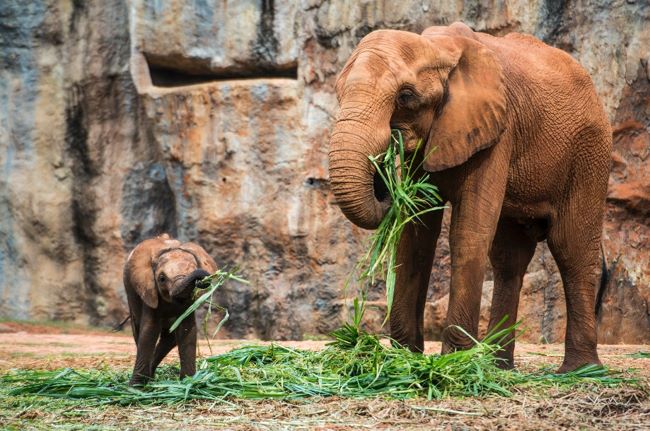 องค์การสวนสัตว์ฯ ชวนเที่ยวพักผ่อนกับครอบครัว สืบสานประเพณีปีใหม่ไทย เติมบุญเสริมมงคลชีวิต ทุกที่ในสวนสัตว์ทั่วไทย