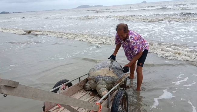 จันทบุรี-พบเต่าตนุ เต่าหายากเกยตื้นพบกระดองแตกตาย เกยตื้นบนหาดปากน้ำแขมหนู ชาวบ้านรีบแจ้งจนท.มาตรวจสอบ