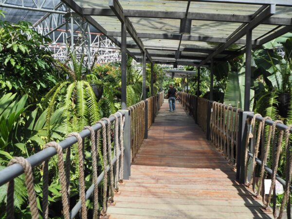 เชียงใหม่-ชวนมาชิล“จิบกาแฟแลดูเฟิร์น” ที่ เรือนร่มไม้ อุทยานหลวงราชพฤกษ์ จ.เชียงใหม่