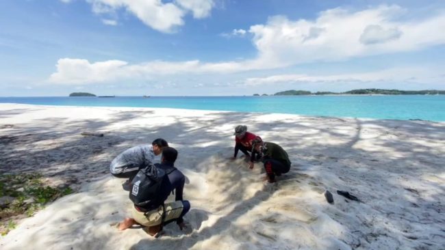 สตูล อุทยานตะรุเตาเฮ ปีนี้เต่าตนุขึ้นว่างไข่บนชายหาดเกาะอาดังถึง 3 ครั้งเจ้าหน้าที่เร่งตรวจสอบวัดขนาดไข่เต่า เผยหลังพายุคลื่นลมสงบ ธรรมชาติสมบูรณ์เต่าขึ้นว่างไข่