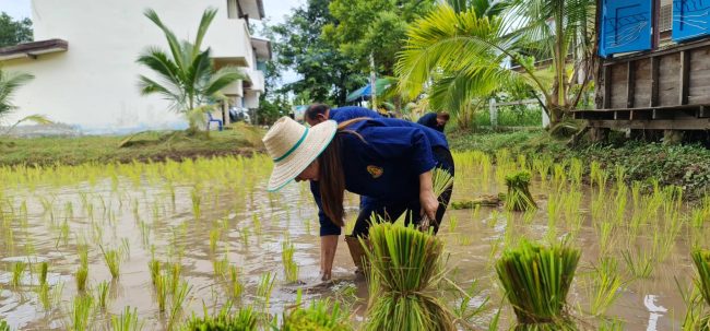 ชัยภูมิ -ร.ร.โนนคูณวิทยาคาร รัชมังคลาภิเษก จัดกิจกรรมเรียนรู้ตามหลักปรัชญาของเศรษฐกิจพอเพียง “ดำวันแม่ เกี่ยววันพ่อ”