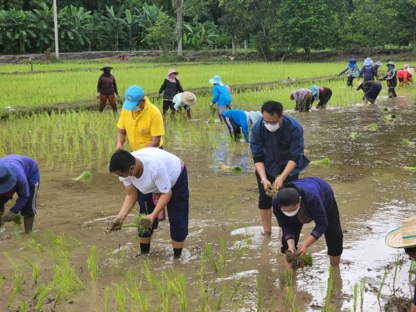 สุโขทัย-นายก อบจ.สุโขทัย ร่วมกิจกรรมดำนาเดือนแม่ เกี่ยวเดือนพ่อ”ชุมชนสัมพันธ์ “ชุมชนคุณธรรมวัดเชิงผาเมืองพ่อศิลา