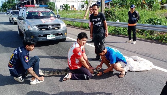 ตราด ไอ้เข้ขวางถนน โผล่อีกแล้วตัวที่ 2 ชาวบ้านแจ้งกู้ภัยจับคาดน้ำท่วมจระเข้หนีออกจากฟาร์ม