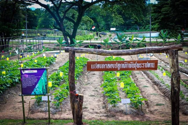 เลย-“ทหารพันธุ์ดี” ความภาคภูมิใจของ กรมทหารพรานที่ 21 ขับเคลื่อนปลูกพืชผักสวนครัวและเลี้ยงไก่