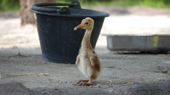 ปทุมธานี ตอนรับสมาชิกใหม่สวนสัตว์ Mini Zoo ธัญบุรี ลูกนกกระเรียนพันธุ์ไทยลืมตาดูโลกคืนทุ่งรังสิต