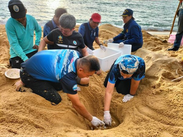 คนรักทะเลเฮ! ‘แม่เต่ามะเฟือง’ วางไข่รังแรกของฤดู ที่หาดบางขวัญ-พังงา