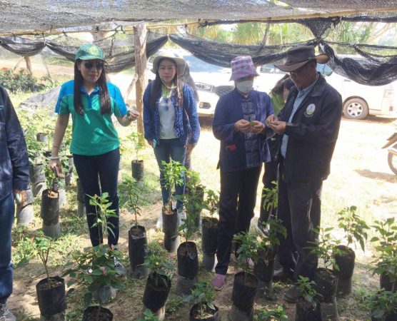 เกษตรจังหวัดเลย ลงพื้นที่ให้ความรู้ ป้องกันการระบาดของแมลงหวี่ขาวดอกคริสต์มาส