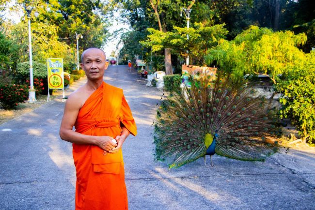 พิจิตร-พาเที่ยวเมืองชาละวันชมฝูงนกยูงรำแพนอยู่แบบธรรมชาติที่วัดพระพุทธบาทเขาทราย