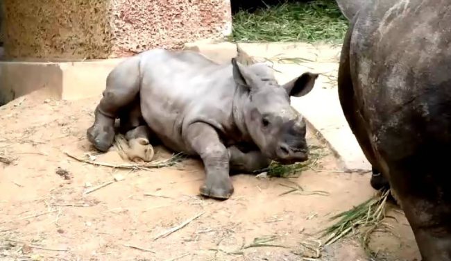 ฟันฉับ ! ลูกแรดขาว “สมาชิกใหม่ สวนสัตว์เปิดเขาเขียว ทายบราซิลเบียดโครเอเชียเข้ารอบต่อไป ในศึกฟุตบอลโลกฟีฟ่าเวิลด์คัพกาตาร์ 2022