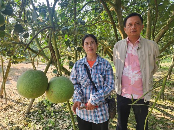 พิจิตร-ส้มท่าข่อยรสเด็ดช่วงเทศกาลตรุษจีนขายดิบขายดีได้ราคางามชาวสวนปลื้ม