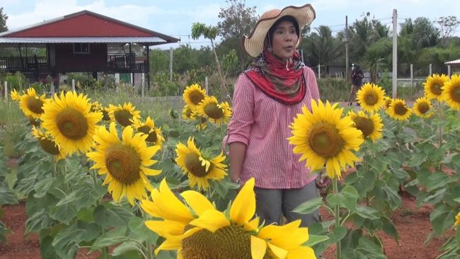 สตูลเกษตรกรตัวอย่าง ตามหลักทฤษฎีใหม่ เป็นอดีตครูเนรมิตทุ่งนาสวนผสมเป็นจุดเช็คอินชมดอกทานตะวัน เผยแนวคิดเกษตรพอเพียงสร้างรายได้งาม