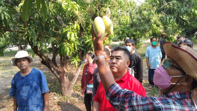 พิจิตร -เกษตรกรผู้ปลูกมะม่วงพิจิตรขอบคุณ รมว.ยุติธรรม หลังอดีต สส.ภูดิท ประสานงานให้ดูแลชาวสวน