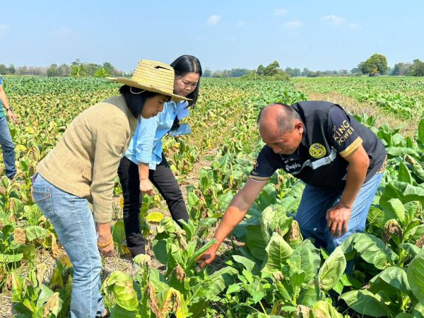 เพชรบูรณ์- เกษตรจังหวัดเพชรบูรณ์ ติดตามผลกระทบจากสถานการณ์ภัยธรรมชาติยาสูบในพื้นที่อำเภอหล่มสักและอำเภอหล่มเก่า จังหวัดเพชรบูรณ์