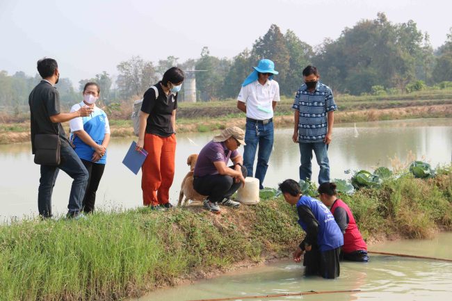 กาฬสินธุ์ สำรวจปริมาณกุ้งก้ามกรามเตรียมขึ้นโต๊ะเสิร์ฟสงกรานต์