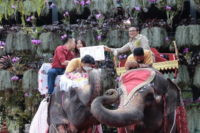 สวนนงนุชพัทยา จัดงานจดทะเบียนสมรสบนหลังช้างต่อเนื่องเป็นปีที่13รับวันแห่งความรัก 14 กุมภาวันวาเลนไทน์