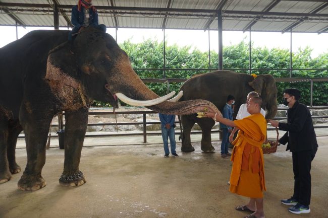 สวนนงนุชพัทยา จัดพิธีรับขวัญช้างเชือกแรกของปี 2566พร้อมจัดขบวนนางรำรับขวัญลูกช้างอย่างยิ่งใหญ่