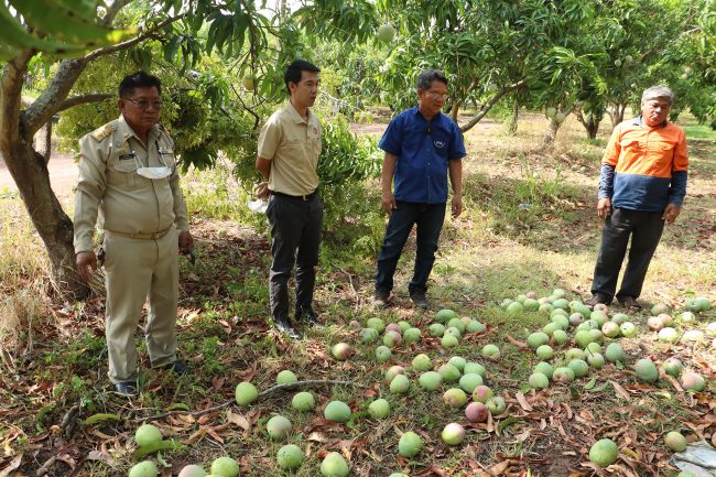 พิจิตร-ชาวสวนมะม่วงเมืองชาละวันฝันสลาย กำลังจะเก็บขายส่งออกเจอลมพายุฝนถล่มเสียหายย่อยยับ