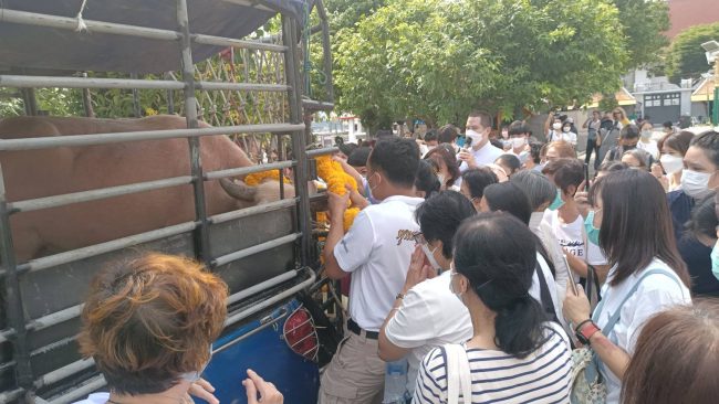 มูลนิธิพุทธภูมิธรรมทำบุญใหญ่ปล่อยปลาและกระบือเผือก