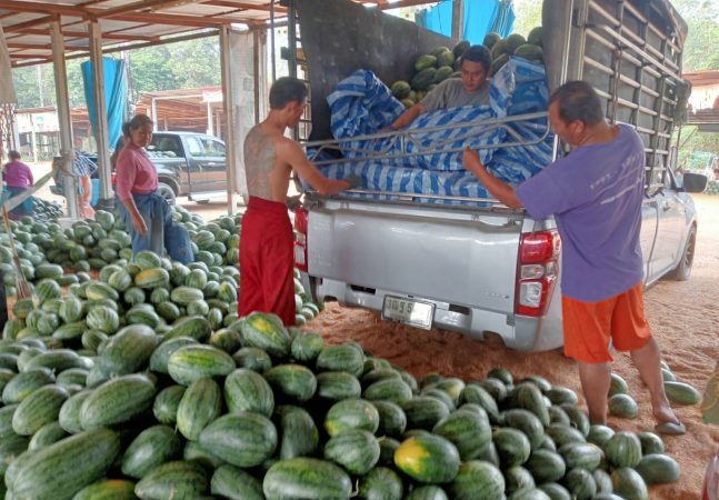 กาฬสินธุ์ตลาดแตงโมสงกรานต์คึกคักเงินสะพัดวันละ5ล้านบาท