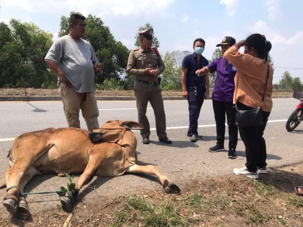 ร้อยเอ็ด…ยึดวัวประกาศตามหาเจ้าของ…ตำรวจ-ปศุสัตว์สุวรรณภูมิช่วยน้องวัวคืนชีพก่อนตามหาเจ้าของ