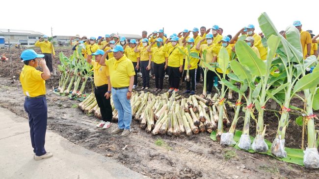 ปทุมธานี ชาวลาดหลุมแก้วปลื้มร่วมปลูกกล้วย1,000ต้นสร้างความมั่นคงทางอาหารให้ ปชช.ฟรี