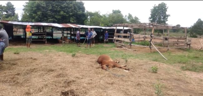 กาฬสินธุ์  ชาวบ้านผวาฟ้าผ่าเตรียมทำพิธีสูตรถอดแก้อาถรรพ์