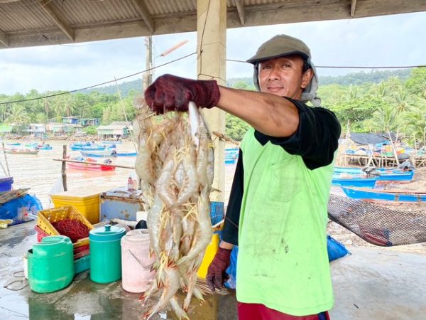 ตราด-คลองใหญ่ ชาวประมงพื้นบ้าน ชุมชนบ้าน หาดศาลเจ้า ออกทะเล วางอวน จับกุ้ง หลังไม่สามารถนำเรือออก