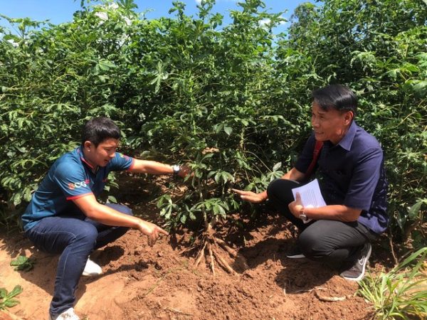 กาฬสินธุ์เกษตรเร่งสำรวจโรคใบด่างมันสำปะหลังพบระบาดแล้วกว่า 2 พันไร่