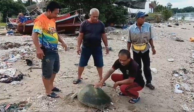 พบเต่าตนุ อายุกว่า 10 ปี นน.กว่า 20 กก. ลอยติดชายหาดบางพระ ศรีราชา