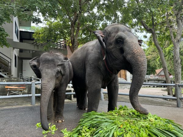 สวนสัตว์เปิดเขาเขียว ชวนฉลองครบรอบวันเกิด 5 ปี “น้องแสนรัก” ลูกช้างผสมเทียม ตัวที่ 2 ของประเทศไทย