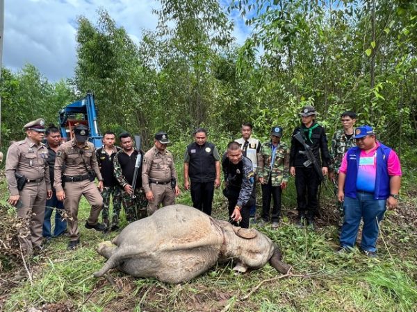 ฉะเชิงเทรา-สลดลูกช้างป่าวัย5ปี นอนเสียชีวิตในป่ายูคาพบโดนยิงพรุน 9 นัด