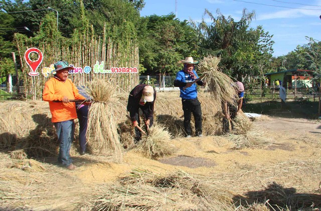 กาฬสินธุ์ฮือฮานายอำเภอสาธิตมัดฟ่อนข้าวฟื้นฟูวิถีทำนาอีสานโบราณ