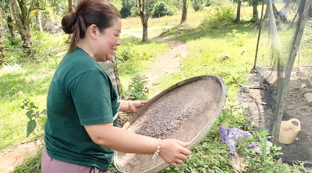 ตราด-วิถีชีวิต ลงแขกตําข้าวเม่าโบราณ ของชาวไทย เกาะกง