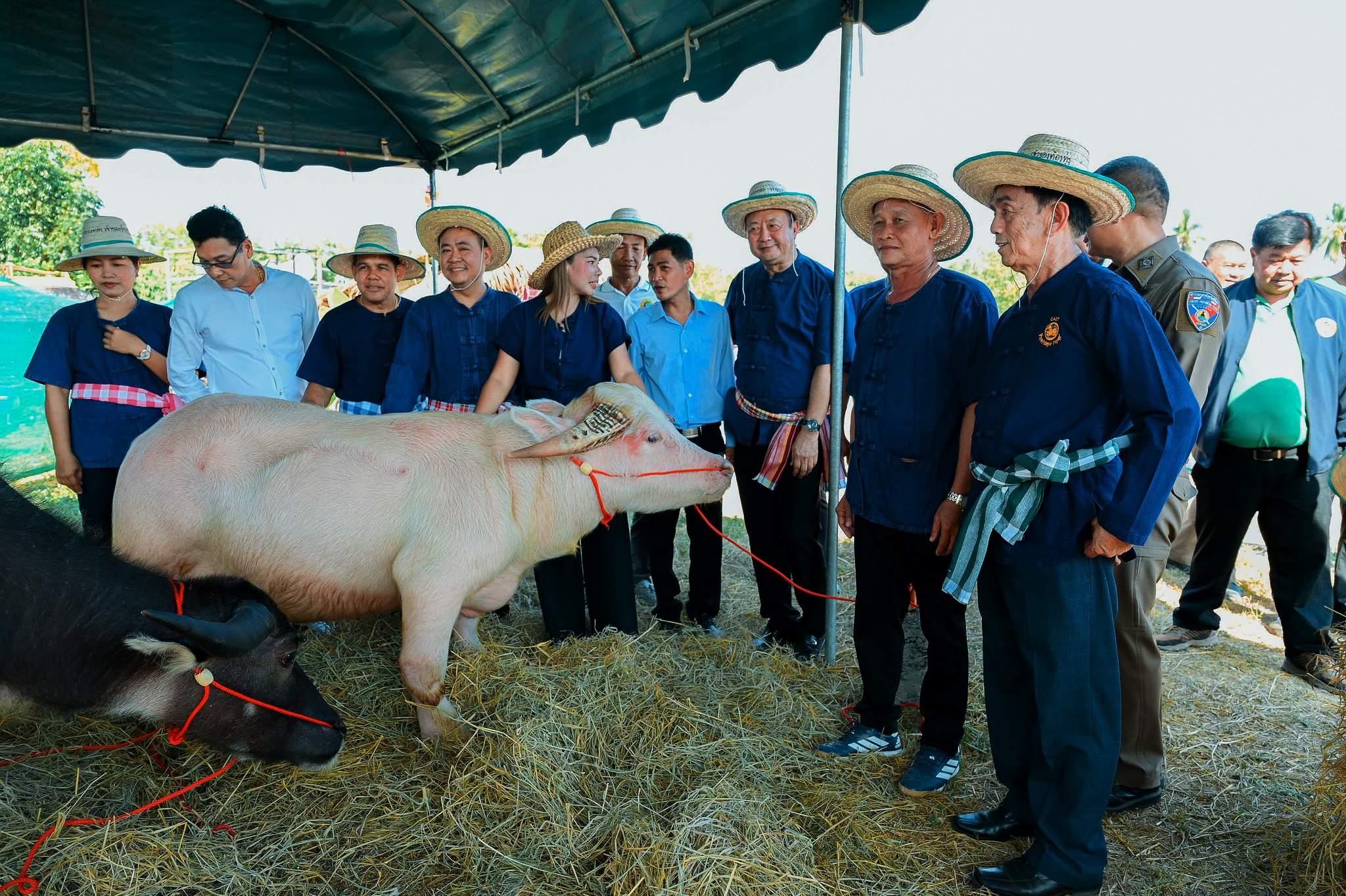 พิจิตร-นายก อบจ.พิจิตร สืบสานประเพณีเกี่ยวข้าวทุ่งรวงทองเจ้าของท้องทุ่งบ้านคลองทรายสากเหล็ก