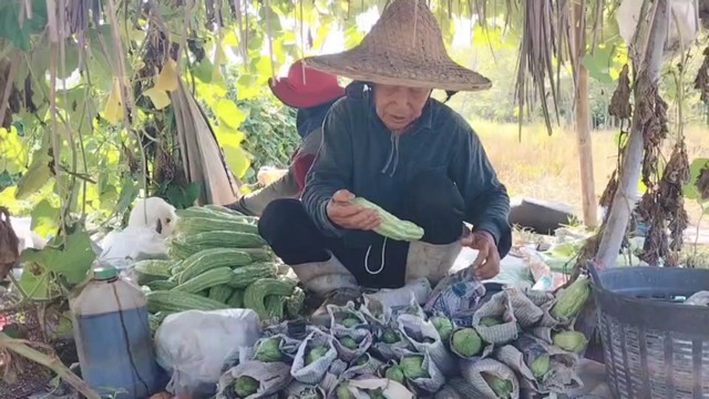 สงขลา-เกษตรกรเมืองสงขลา ปลูกผักอายุสั้นหลากชนิดพื้นที่ครึ่งไร่ สร้างรายได้อย่างงาม