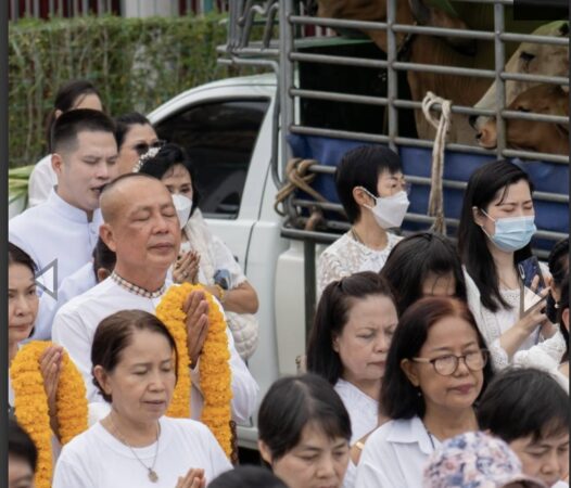 มูลนิธิพุทธภูมิธรรม กราบอนุโมทนาบุญ❗️เราสามารถไถ่ชีวิตวัวจาก 32 ตัว เป็นทั้งหมด 72 ตัว❗️